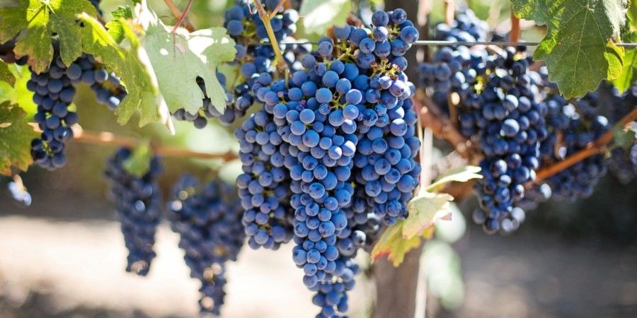 Grappe de raisin noir dans une vigne.