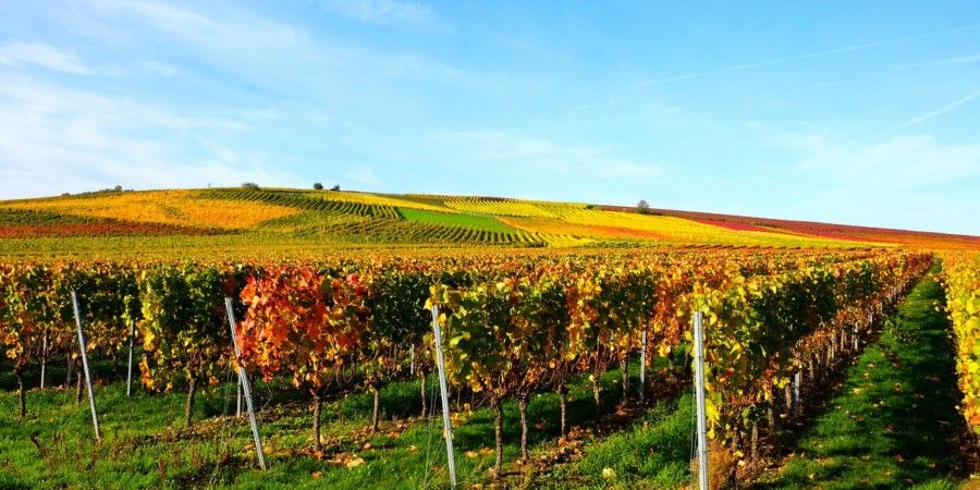 viticulture et défi climatique